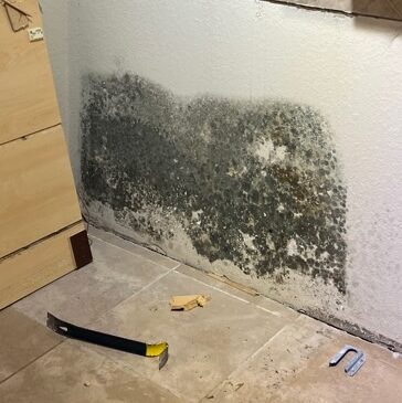 Lakeland Florida Mold Remediation in home
