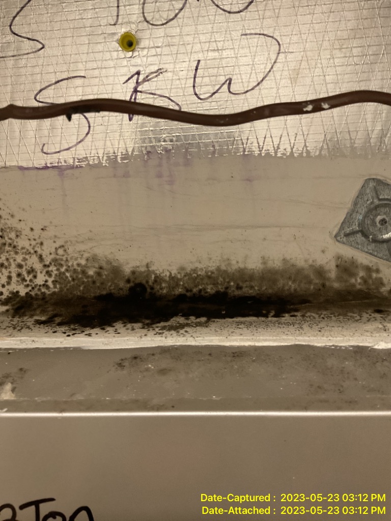 Mold in a property in Lakeland, Florida in need of mold remediation services