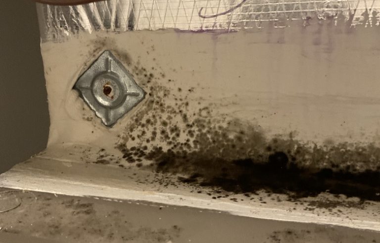 Mold Growth in Lakeland Florida Home