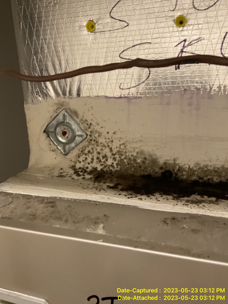 Mold Growth in Lakeland Florida Home
